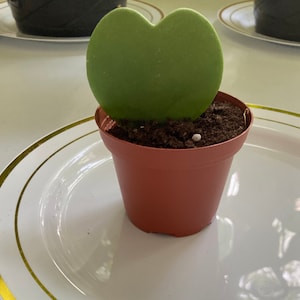 Heart leaf Hoya, Hoya Kerrii - Sweetheart Hoya - heart leaf - Mother’s Day plant - Valentine’s Day plant, send for beloved
