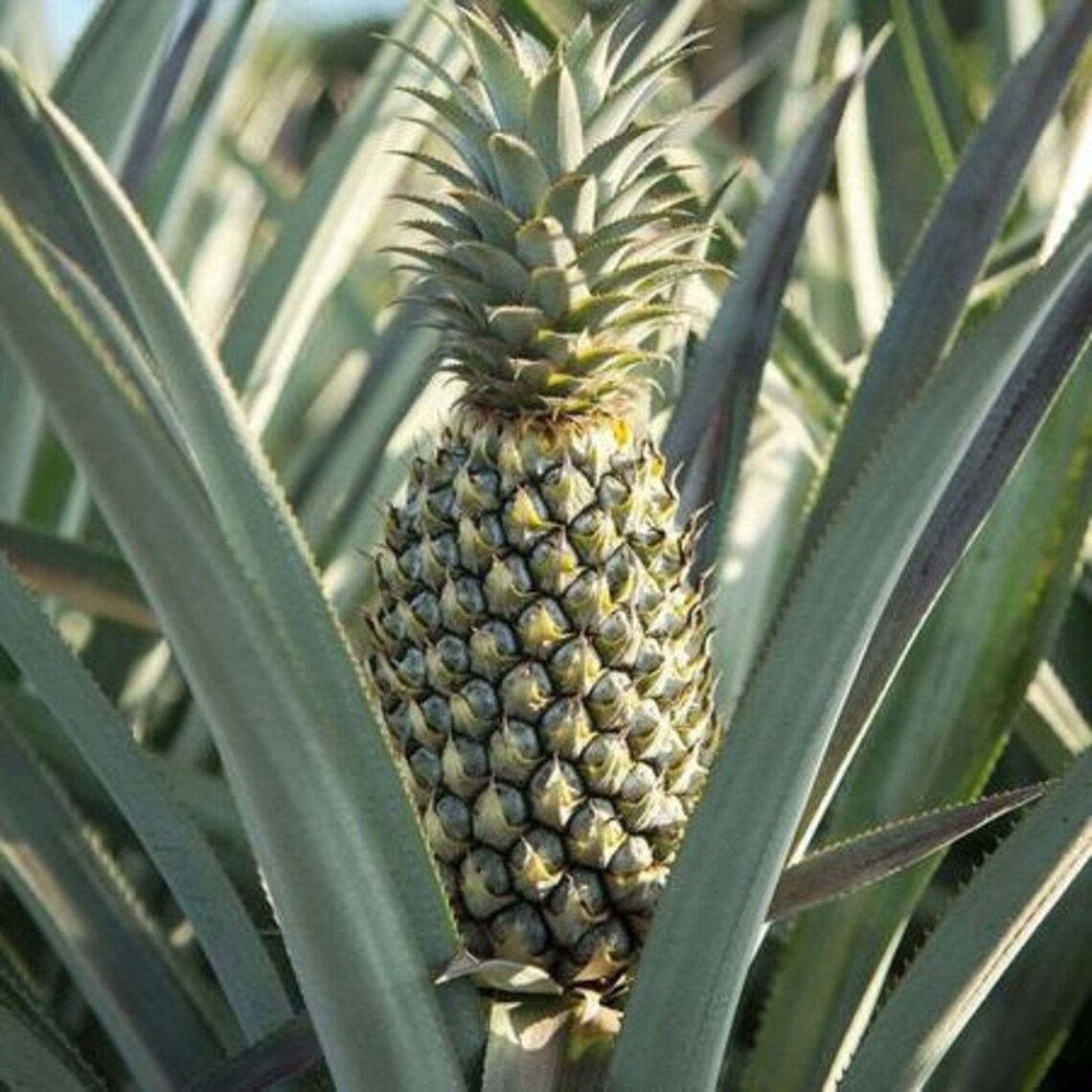 Pineapple Plant Florida Special Pineapple Plant Fruit Etsy