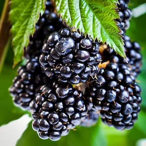 Puede incluir: Primer plano de moras maduras, mostrando su color negro intenso y superficie texturizada. Hojas verdes proporcionan un fondo contrastante. Las bayas están agrupadas.