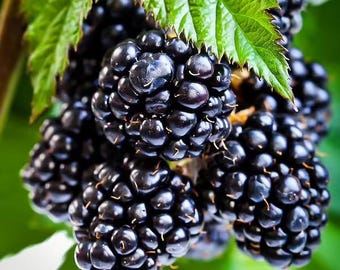 May include: Close-up of ripe blackberries, showcasing their deep black color and textured surface. Green leaves provide a contrasting backdrop. The berries are clustered together, suggesting a fresh harvest.