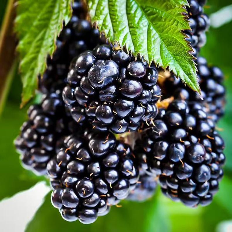 May include: Close-up of ripe blackberries, showcasing their deep black color and textured surface. Green leaves provide a contrasting backdrop. The berries are clustered together, suggesting a fresh harvest.