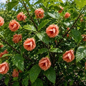 May include: A flowering shrub featuring numerous ruffled, peach-colored blossoms distributed across its branches. The plant has deep green, serrated leaves and a dense, bushy growth habit, with many flowers in various stages of full bloom.