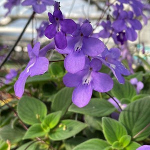 Concord Blue Streptocarpella Plants | Pack of 2 (TWO) | 5-9 Inch Streptocarpus Saxorum | False African Violet | Shade Loving Nodding Violet