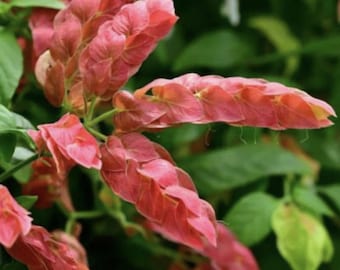 Planta de Camarón Rojo – Paquete de 3 plantas vivas de inicio (10-15 cm de alto) – Beloperone guttata, flores exóticas que se asemejan a camarones