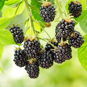 May include: Close-up of ripe blackberries on a branch with green leaves. The blackberries are a deep, dark purple color, and the leaves are a vibrant green. The image is well-lit, with a soft focus background.