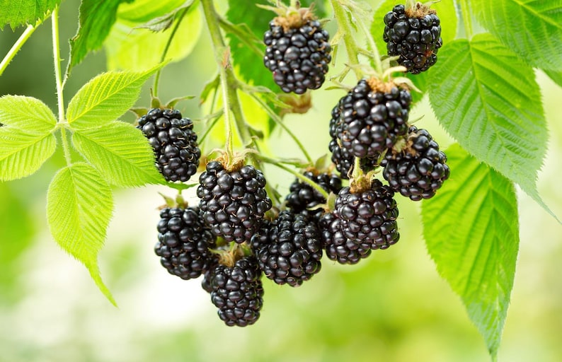 May include: Close-up of ripe blackberries on a branch with green leaves. The blackberries are a deep, dark purple color, and the leaves are a vibrant green. The image is well-lit, with a soft focus background.