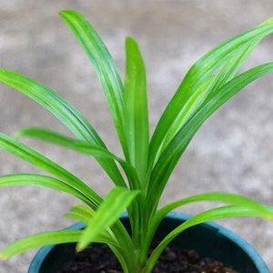 K&ouml;nnte beinhalten: Nahaufnahme einer kleinen, leuchtend gr&uuml;nen Pflanze mit langen, schlanken Bl&auml;ttern. Die Pflanze steht in einem dunkelblauen Topf mit Erde. Die Bl&auml;tter haben eine leichte Kr&uuml;mmung und sind leuchtend gr&uuml;n.