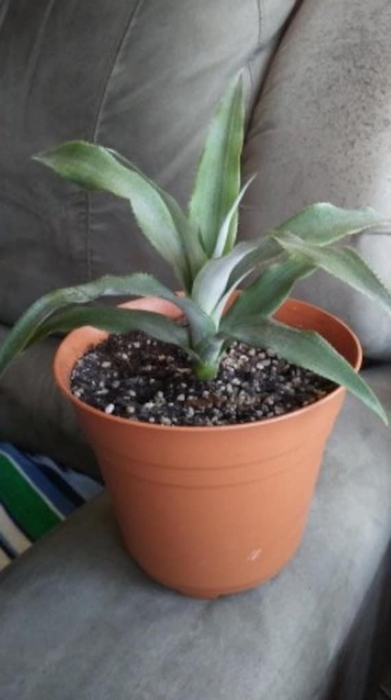 Live Sugarloaf Pineapple Plant - Ananas Comosus - Etsy