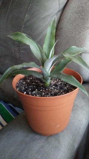 buy philodendron online canada Philodendron Burle Marx Variegated | Rare Plant Canada main image 1