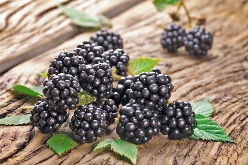 May include: Close-up of fresh, ripe blackberries with green leaves on a rustic wooden surface. The blackberries are a deep, glossy black, and the leaves are a vibrant green. A natural, healthy food.