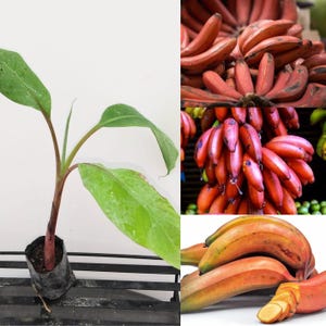 May include: A red banana plant with green leaves in a black pot. The image also shows red bananas in different stages of ripeness.