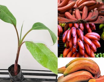 Red Cuban Banana Tree - Red Banana Strater Plant - Live Banana Tree