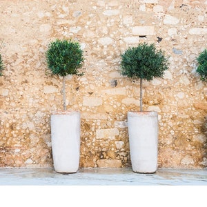 Olive Tree Plant - Arbequina Live Olive Tree - Live Olive Tree Plant - 8 inches Plus Plant Home Garden - Olive Tree Live