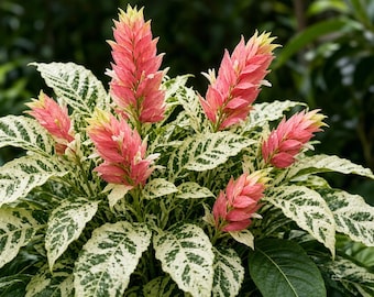 May include: A live plant featuring variegated leaves with a mottled pattern of dark green and creamy white. The plant produces multiple upright, cone-shaped flower spikes in a vibrant coral-pink color with pale yellow tips at the very top.