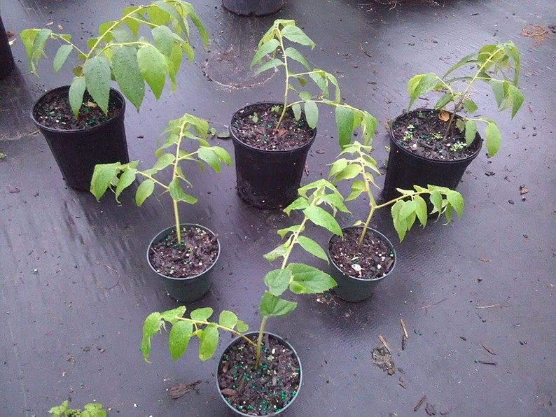 Jamaican Cherry aka Strawberry Tree Muntingia Calabura Live Etsy