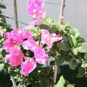 May include: A vibrant close-up of a bougainvillea plant with bright pink bracts and green leaves. The flowers have small white and yellow centers. The plant is supported by thin wooden stakes, creating a visually appealing display of nature.