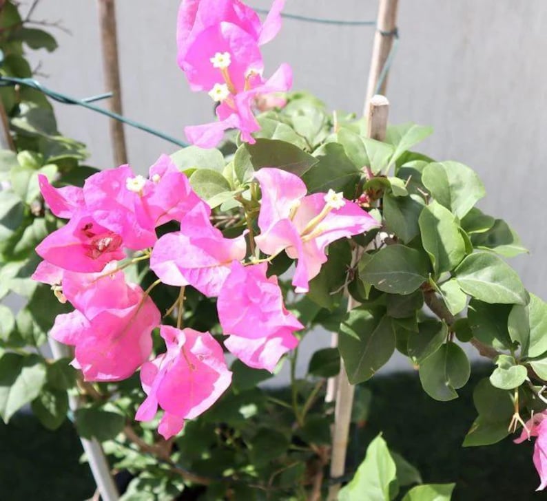 May include: A vibrant close-up of a bougainvillea plant with bright pink bracts and green leaves. The flowers have small white and yellow centers. The plant is supported by thin wooden stakes, creating a visually appealing display of nature.