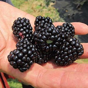 May include: Close-up of a hand holding several ripe blackberries. The blackberries are clustered together and have a shiny, dark appearance.