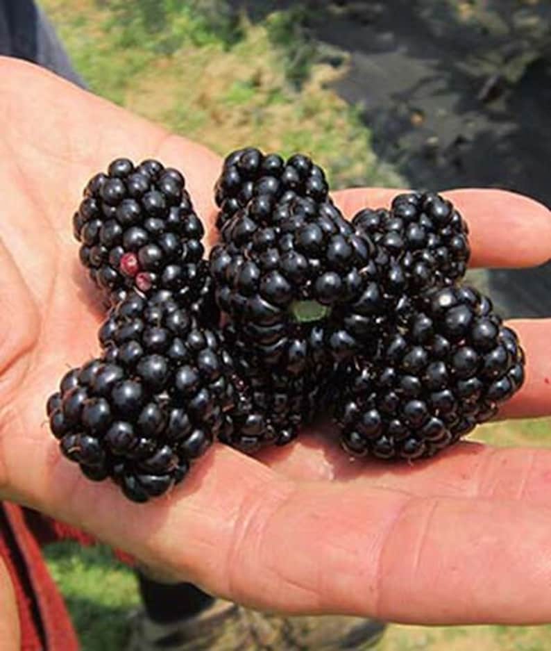 May include: Close-up of a hand holding several ripe blackberries. The blackberries are clustered together and have a shiny, dark appearance.