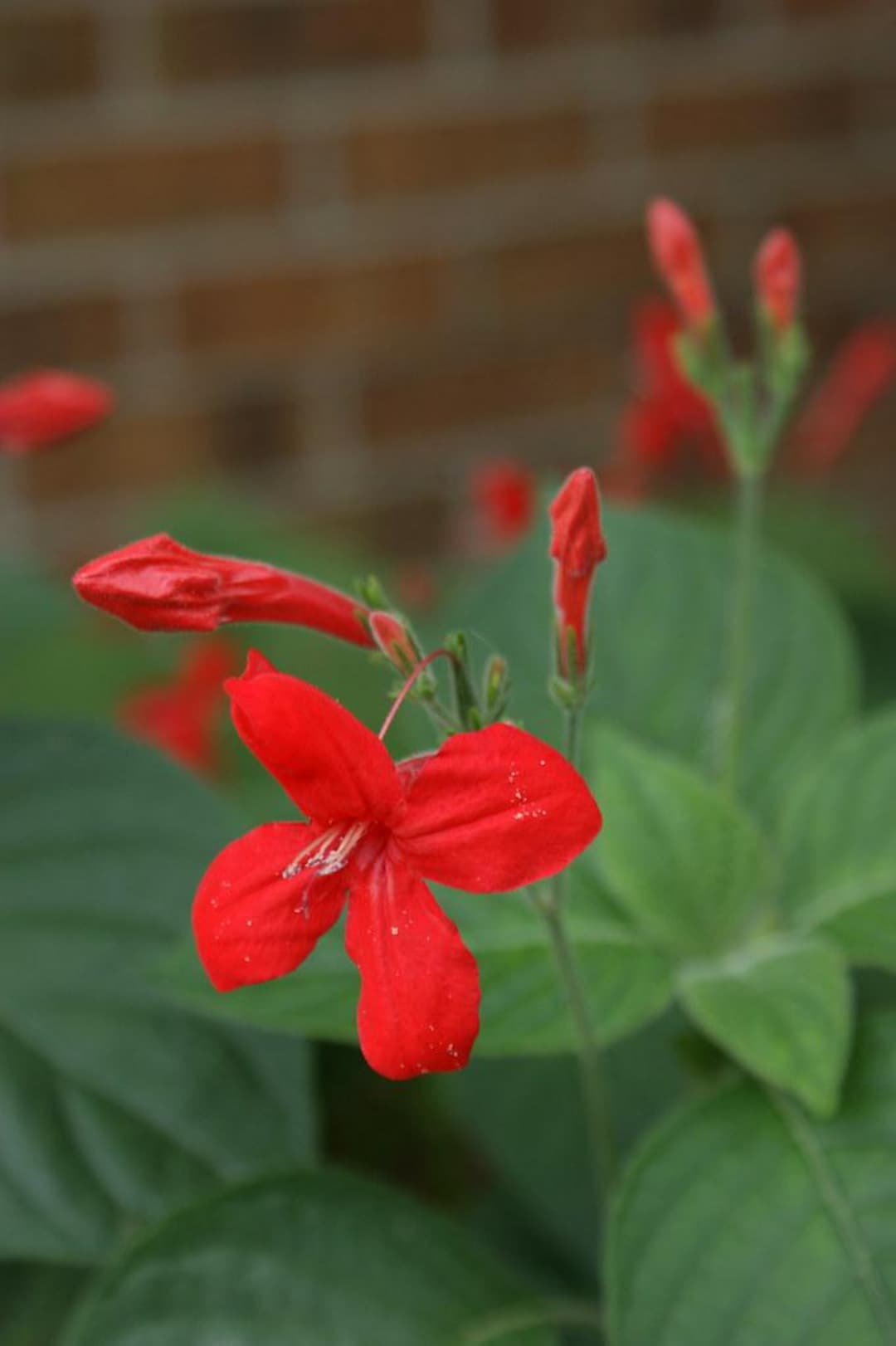Brazilian Red Ruellia Live Plants | Pack of 2 (TWO) | 5-9