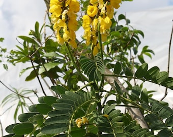 Live Cassia Popcorn Plants – Pack of 2 – Unique Fragrant Shrub with Popcorn-Scented Leaves – Great for Gardens & Containers
