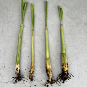 May include: Four stalks of lemongrass with green leaves and light green stems. The bottom of each stalk shows the root system and some soil. The stalks are arranged on a light gray surface.