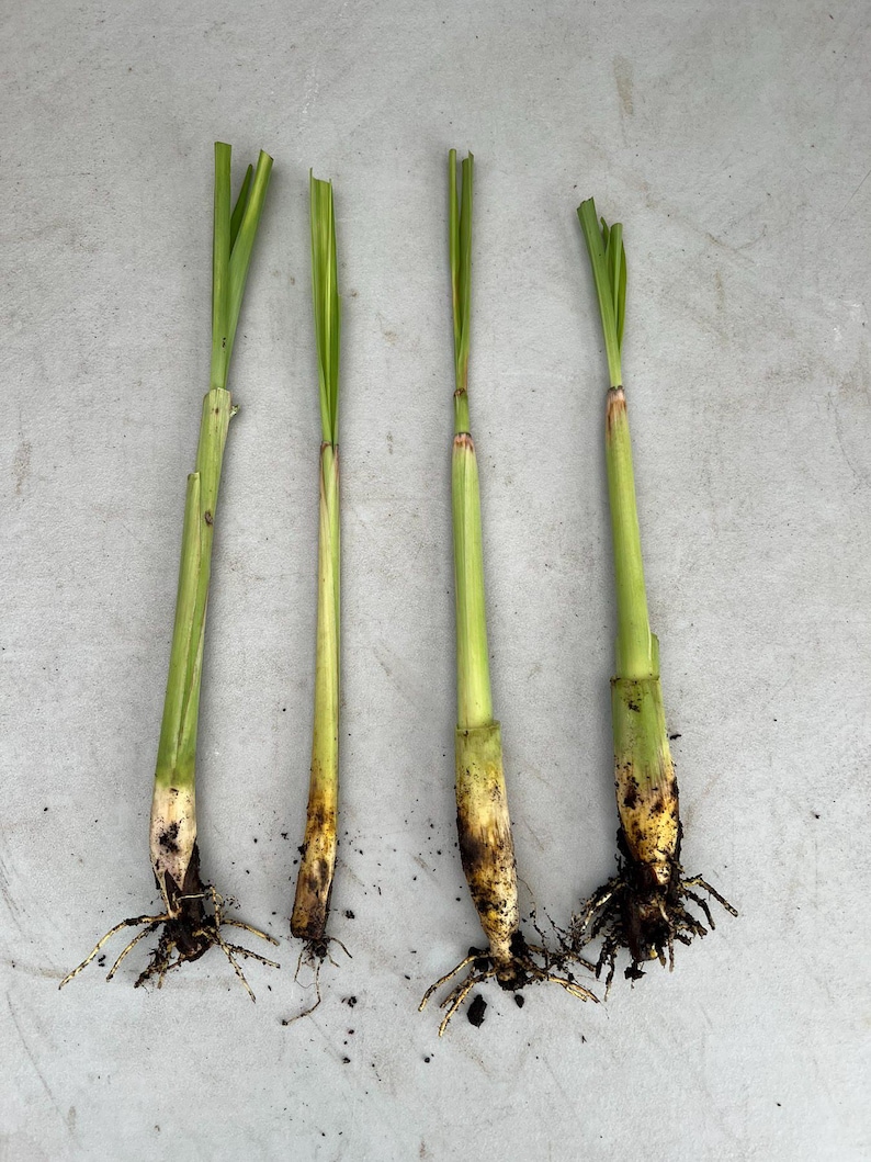 May include: Four stalks of lemongrass with green leaves and light green stems. The bottom of each stalk shows the root system and some soil. The stalks are arranged on a light gray surface.