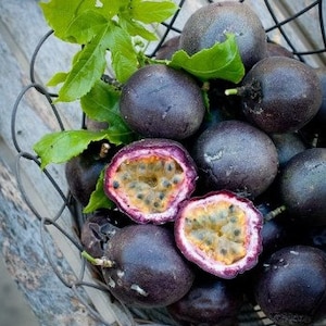 Purple Passion Fruit Plant - Starter Passiflora Purple Possum Passion Fruit Edible Passion Fruit Tree - Passion Plant Live