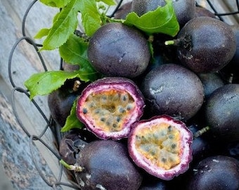 Purple Passion Fruit Plant - Starter Passiflora Purple Possum Passion Fruit Edible Passion Fruit Tree - Passion Plant Live