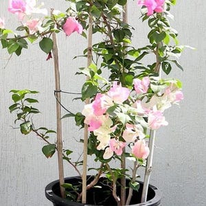May include: A potted bougainvillea plant with vibrant pink and white flowers and green leaves. The plant is supported by bamboo stakes and sits in a black plastic pot. The background is a plain white wall.