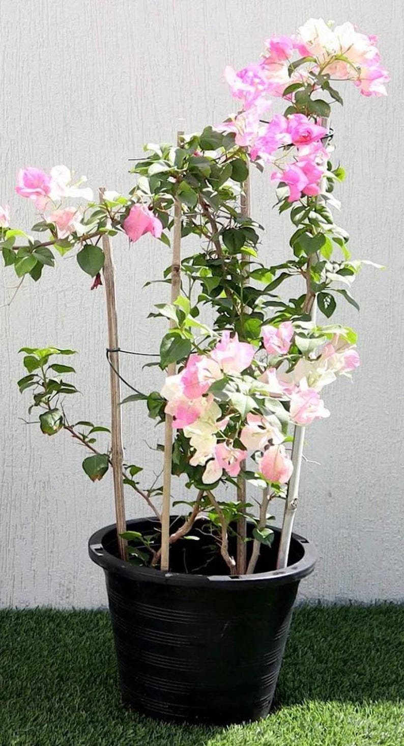 May include: A potted bougainvillea plant with vibrant pink and white flowers and green leaves. The plant is supported by bamboo stakes and sits in a black plastic pot. The background is a plain white wall.