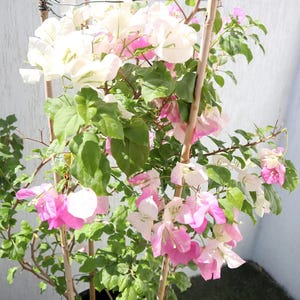 May include: A bougainvillea plant with vibrant white and pink flowers. The plant has green leaves and is supported by thin wooden stakes. The flowers are in full bloom, creating a colorful display against a neutral background.