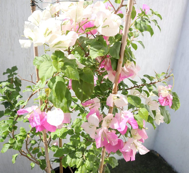 May include: A bougainvillea plant with vibrant white and pink flowers. The plant has green leaves and is supported by thin wooden stakes. The flowers are in full bloom, creating a colorful display against a neutral background.