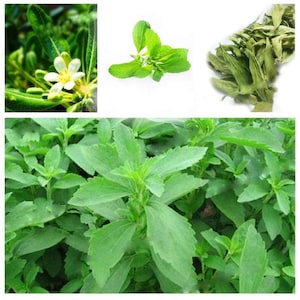 May include: A close-up of a green stevia plant with lush leaves. The plant is growing in a field or garden. The image also shows a close-up of a stevia flower and dried stevia leaves.