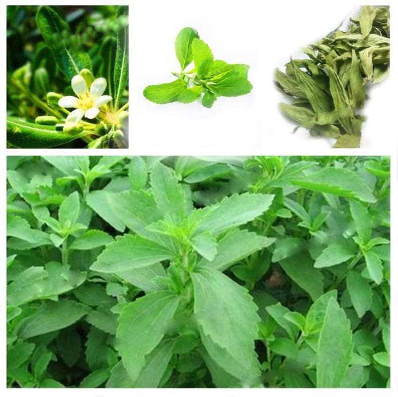 May include: A close-up of a green stevia plant with lush leaves. The plant is growing in a field or garden. The image also shows a close-up of a stevia flower and dried stevia leaves.