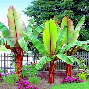 May include: Three vibrant banana trees with bright green leaves and deep red trunks stand in a garden. The leaves have a prominent red central vein. The trees are surrounded by colorful flowers and lush green grass, with a black fence in the background.