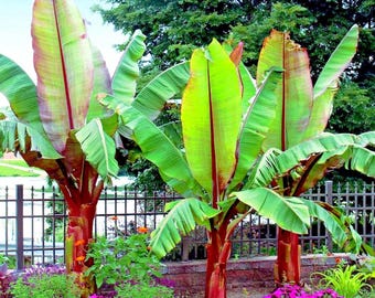 Red Abyssinian Banana (Ensete Maurelii) 5-9" Live Plant - Giant Red Leaf Ornamental Tree - Fast Growing Tropical Focal Point