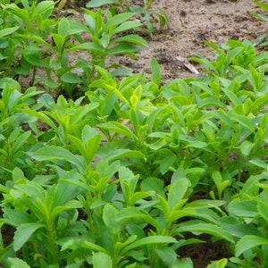 May include: A close-up view of a patch of green leafy plants growing in the ground. The plants have long, narrow leaves and are growing in a dense cluster.