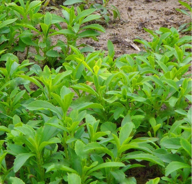 May include: A close-up view of a patch of green leafy plants growing in the ground. The plants have long, narrow leaves and are growing in a dense cluster.