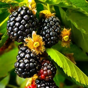 May include: Close-up of ripe blackberries on a branch with green leaves. The berries are a deep black color, with some showing a reddish hue. Yellow flowers and buds are also visible.