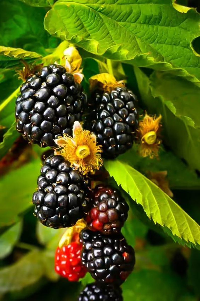 May include: Close-up of ripe blackberries on a branch with green leaves. The berries are a deep black color, with some showing a reddish hue. Yellow flowers and buds are also visible.