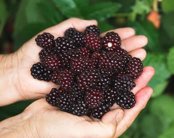 May include: A handful of ripe blackberries, ranging in color from deep purple to black, are held in open hands. The berries are in focus, with a blurred green background of leaves and other berries.