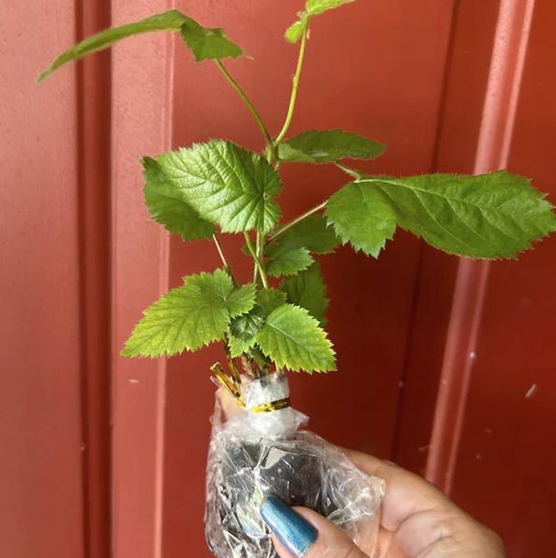 Puede incluir: Una planta joven con hojas verdes vibrantes se sostiene en una envoltura de pl&aacute;stico transparente, asegurada con una banda amarilla. Las hojas tienen una superficie texturizada y bordes dentados. El fondo es de color rojo-marr&oacute;n s&oacute;lido.