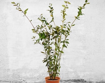 Bay Laurel Tree - Starter Bay Laurel Hedge - Laurus nobilis - Live Plant - Evergreen Shrub - Bay tree - Sweet Bay
