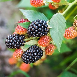Puede incluir: Primer plano de un arbusto de moras con bayas maduras e inmaduras. Las moras maduras son de un negro profundo y brillante, mientras que las inmaduras son rojas y anaranjadas. Hojas y tallos verdes completan la escena.