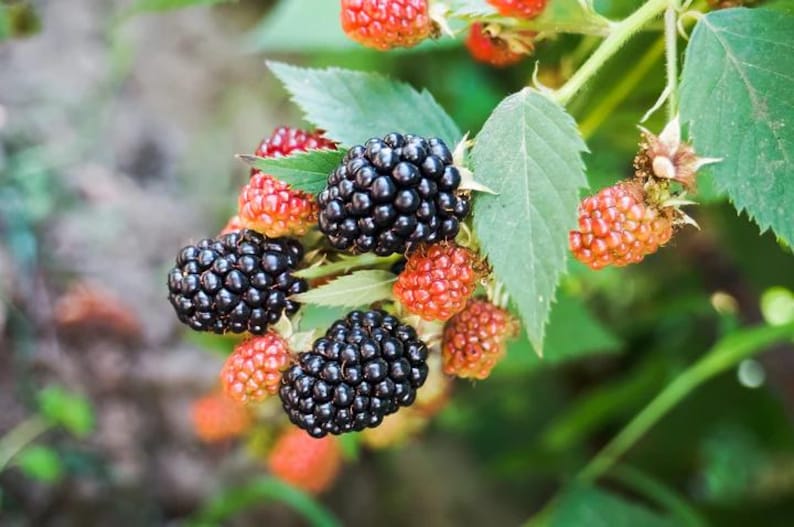 Puede incluir: Primer plano de un arbusto de moras con bayas maduras e inmaduras. Las moras maduras son de un negro profundo y brillante, mientras que las inmaduras son rojas y anaranjadas. Hojas y tallos verdes completan la escena.