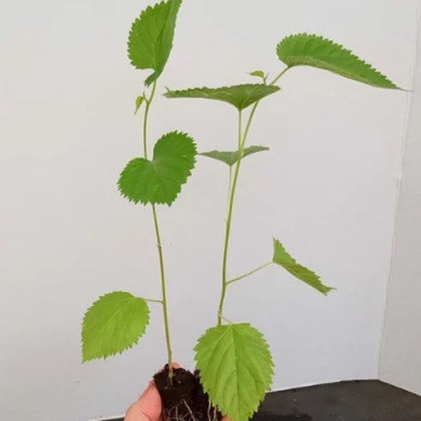 Mulberry Tree Live Plant - Pakistan Mulberry Tree - Live Pakistani Mulberry Trees For Sale - Starter tree plant