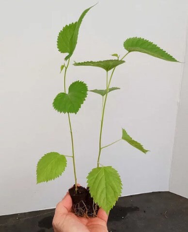 Mulberry Tree Live Plant - Pakistan Mulberry Tree - Live Pakistani Mu…