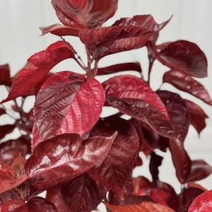 Acalypha Chenille &#39;Copper Plant&#39; – Pack of 2 Live Starter Plants (4-6 Inches Tall) - Copperleaf, Fire Dragon Bush, or Jacob’s Coat