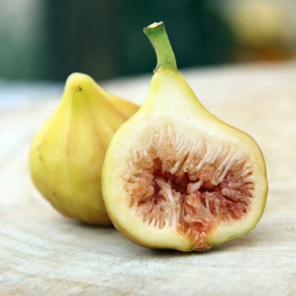 Fig Tree Plant - LSU Gold Fig Tree - Ficus Carica Louisian Gold Fig Tree Live Plant - 4-6 Inch Fig Plant - Fruit Tree Live Plant